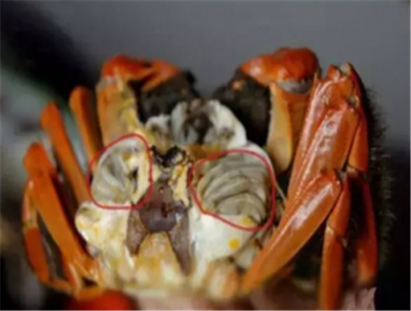關(guān)注健康，防治食源性寄生蟲感染